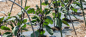 家庭菜園のできる物件