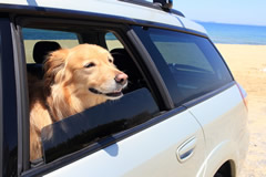 愛犬と散歩